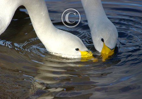 Whooper Swans Feeding DM0961